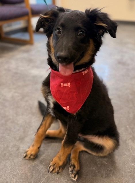 Takoda, Adopted, Puppy Male Collie & German Shepherd Dog.