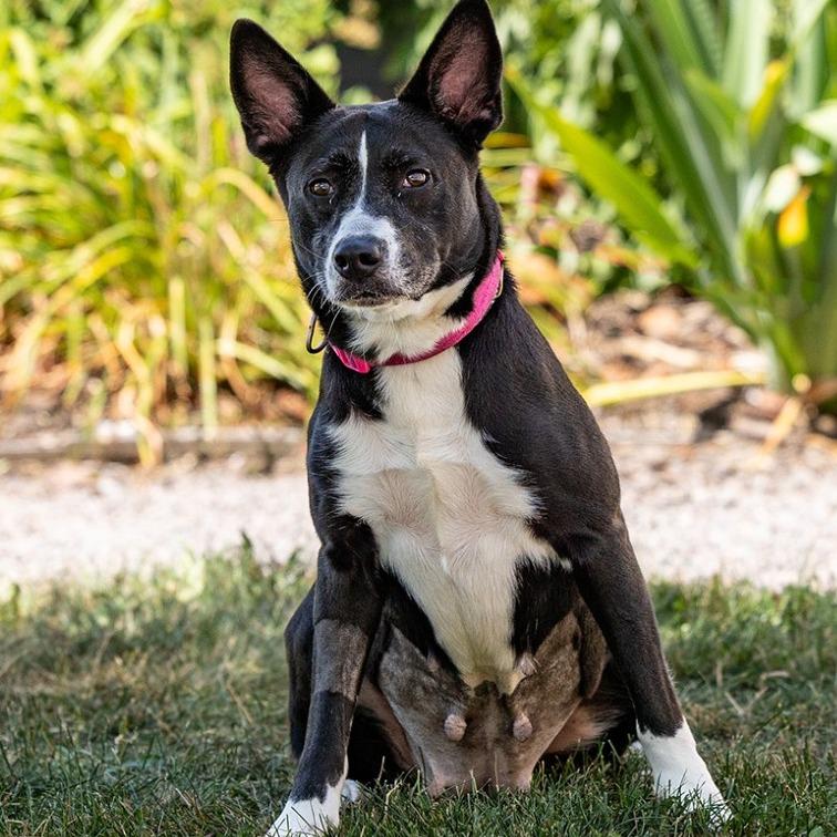 Cora, Adoptable, Adult Female Carolina Dog & Mixed Breed.