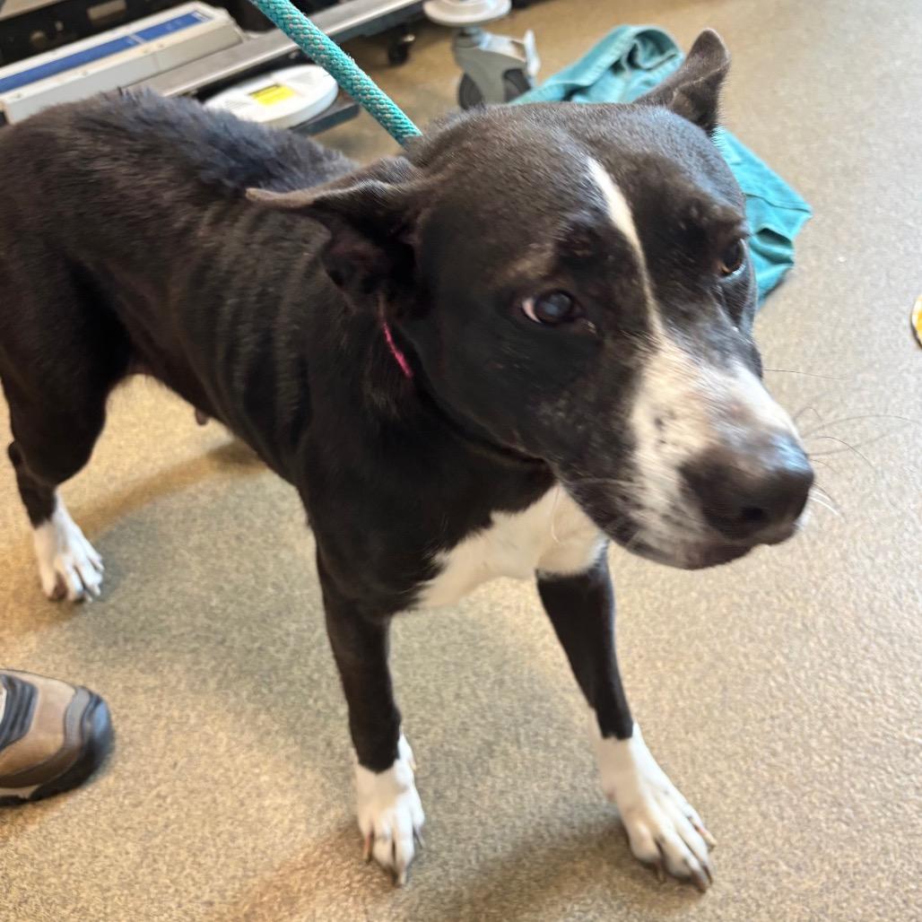 Cora, a Adoptable mixed breed in Council Bluffs, IA image 2/4