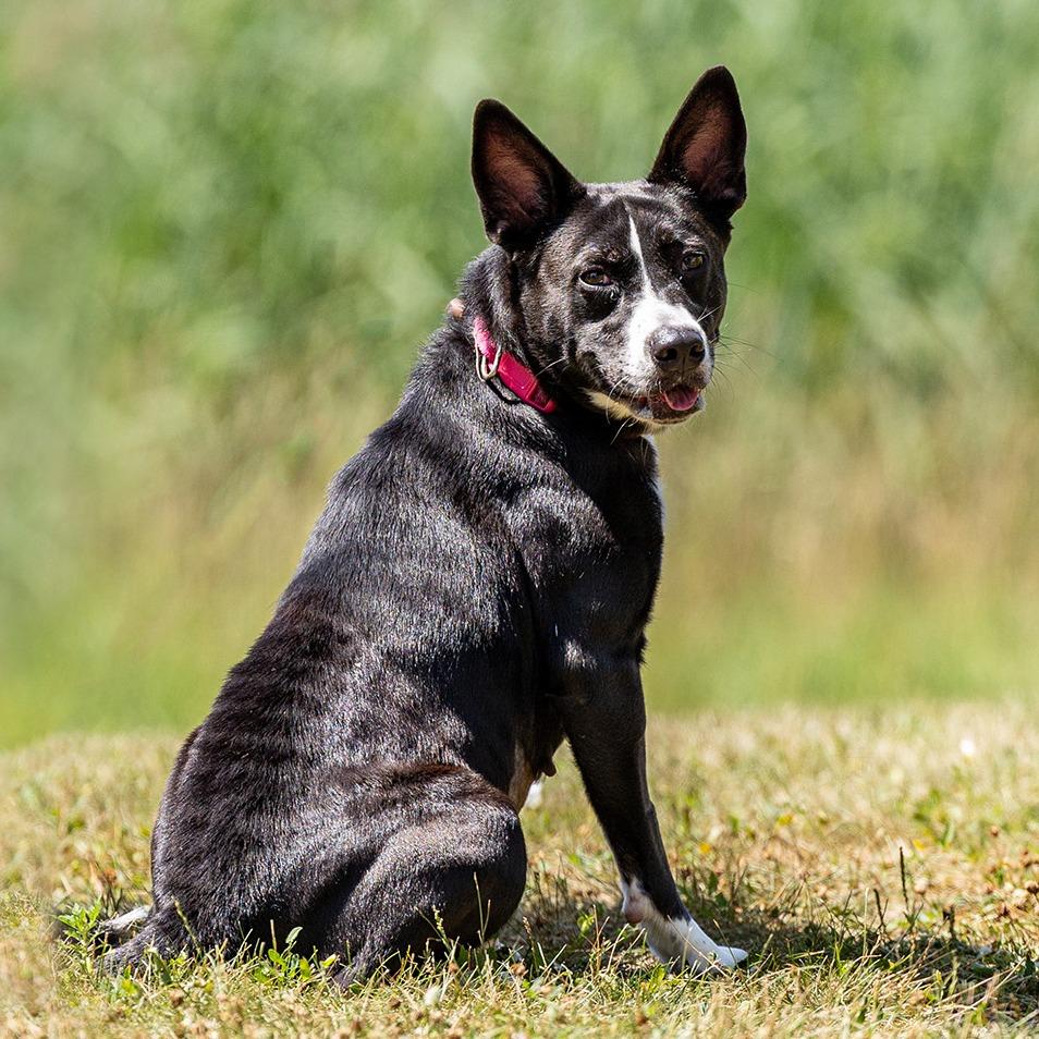 Cora, a Adoptable mixed breed in Council Bluffs, IA image 3/4