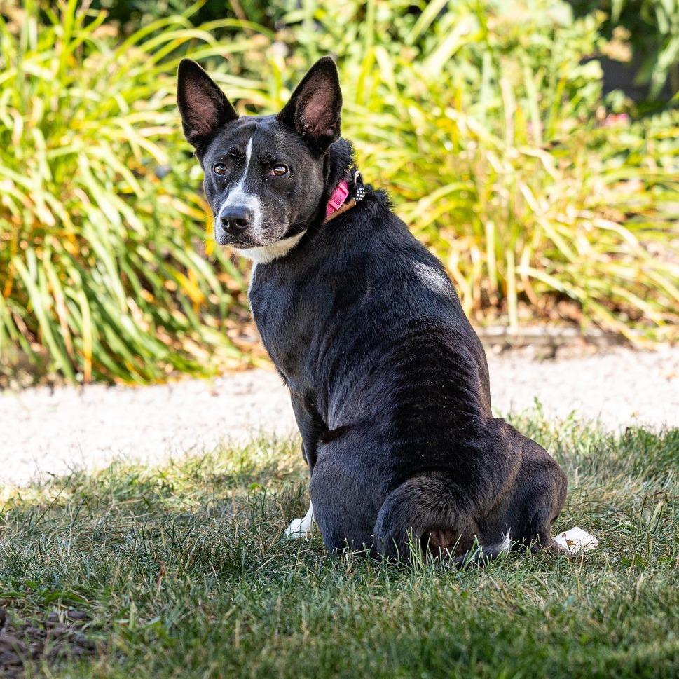 Cora, a Adoptable mixed breed in Council Bluffs, IA image 4/4