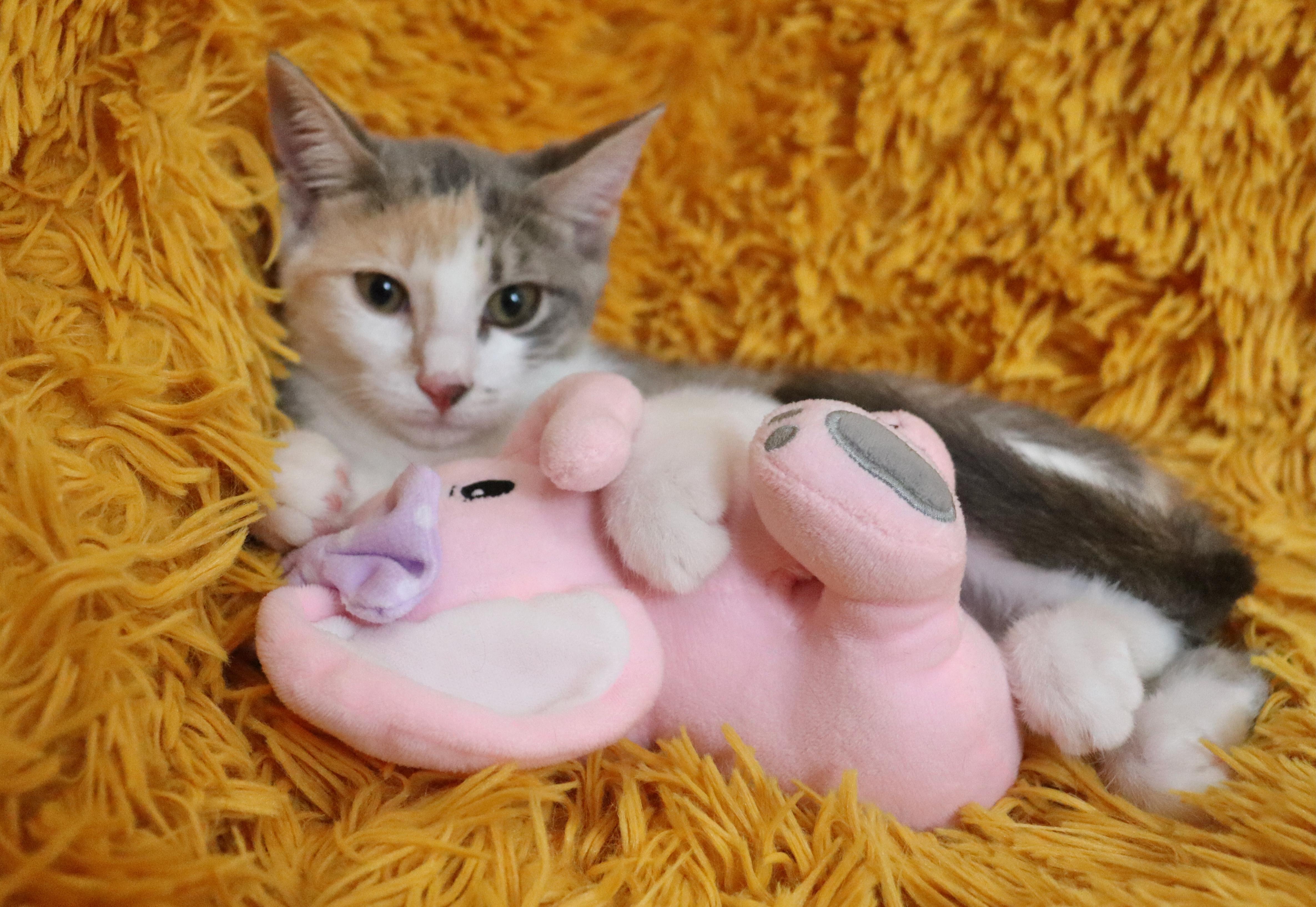 Enlarge Lady, a Adoptable mixed breed in Saint Augustine, FL image 5/5