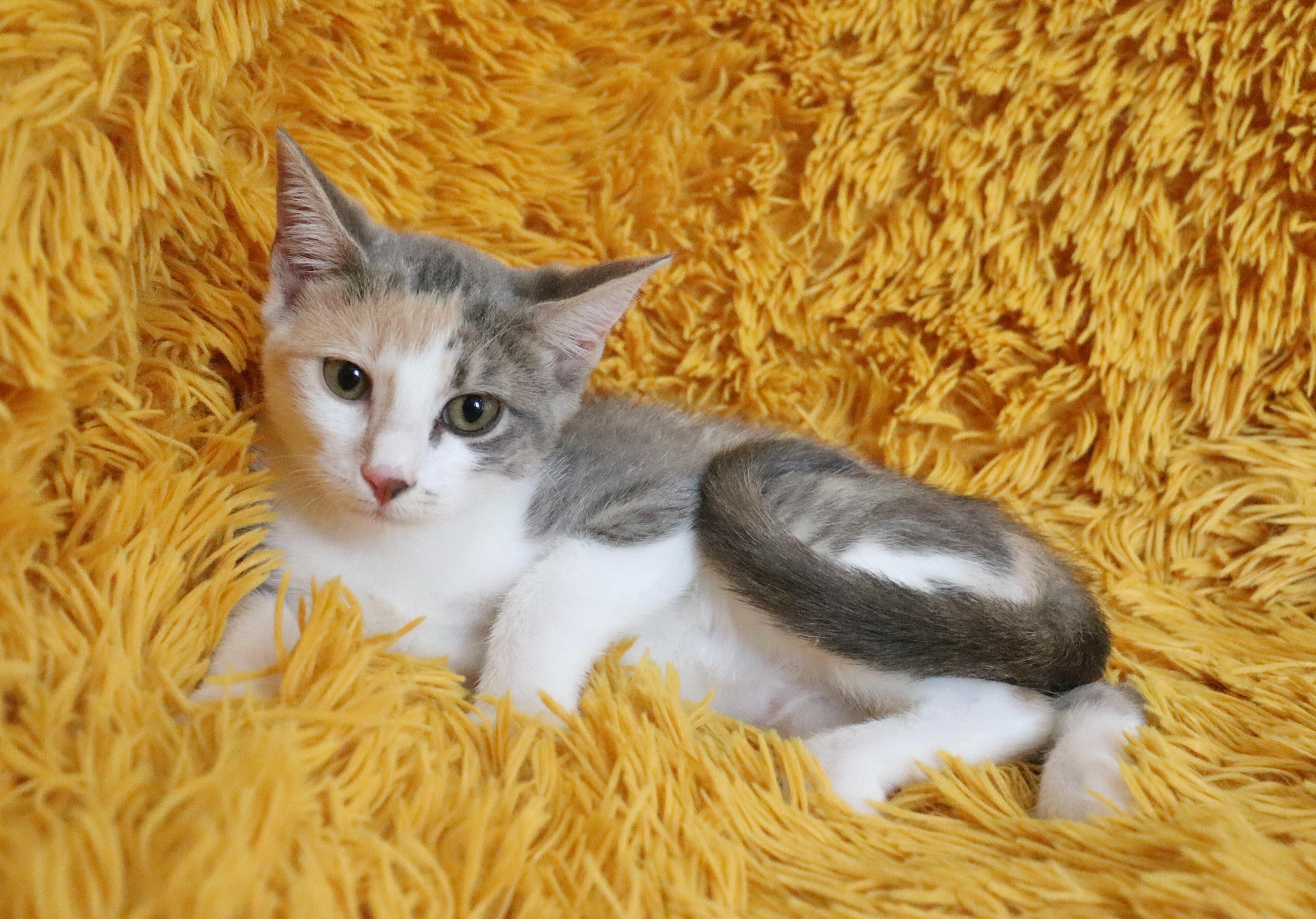 Enlarge Lady, a Adoptable mixed breed in Saint Augustine, FL image 2/5