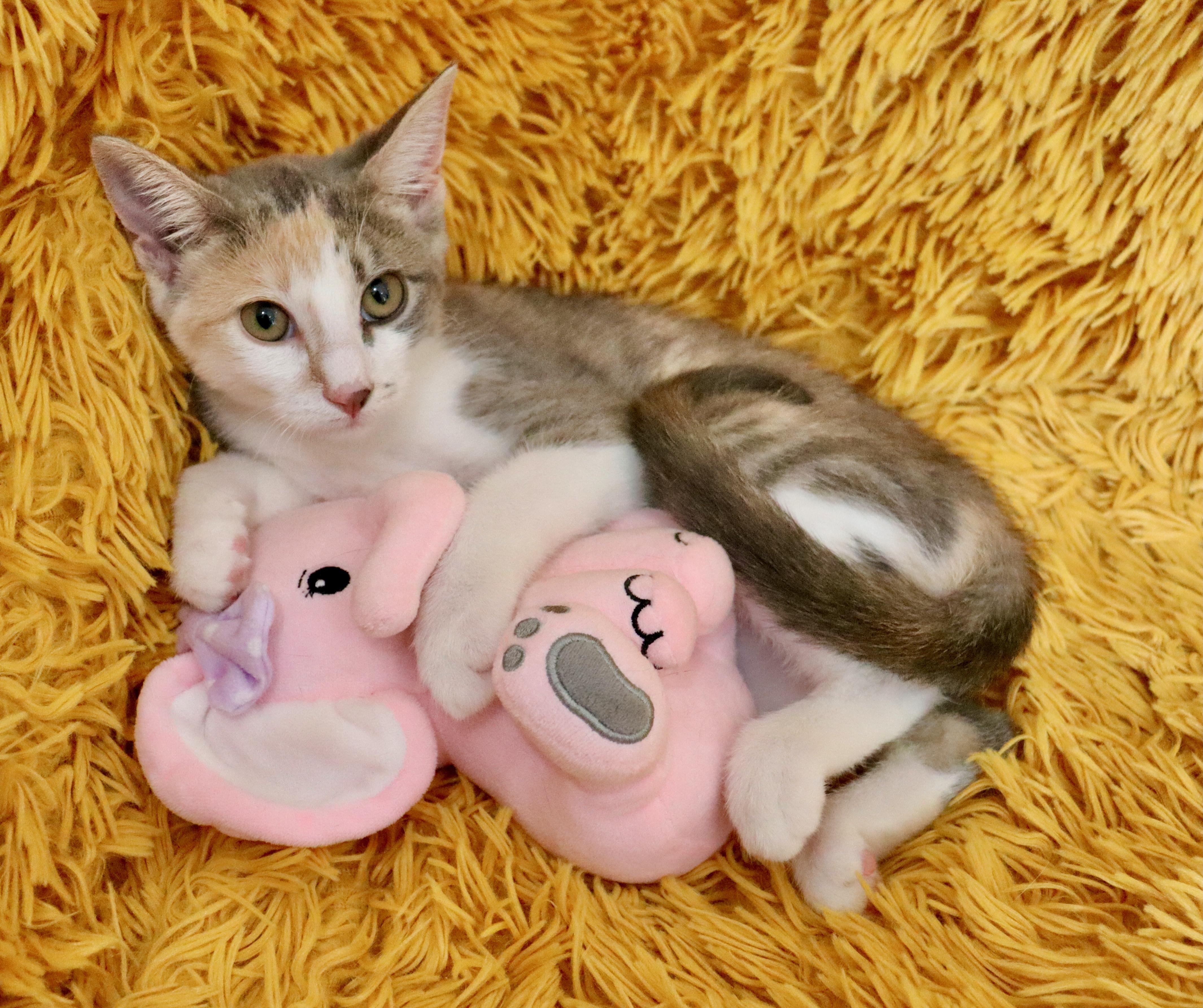 Lady, Adoptable, Kitten Female Dilute Calico.