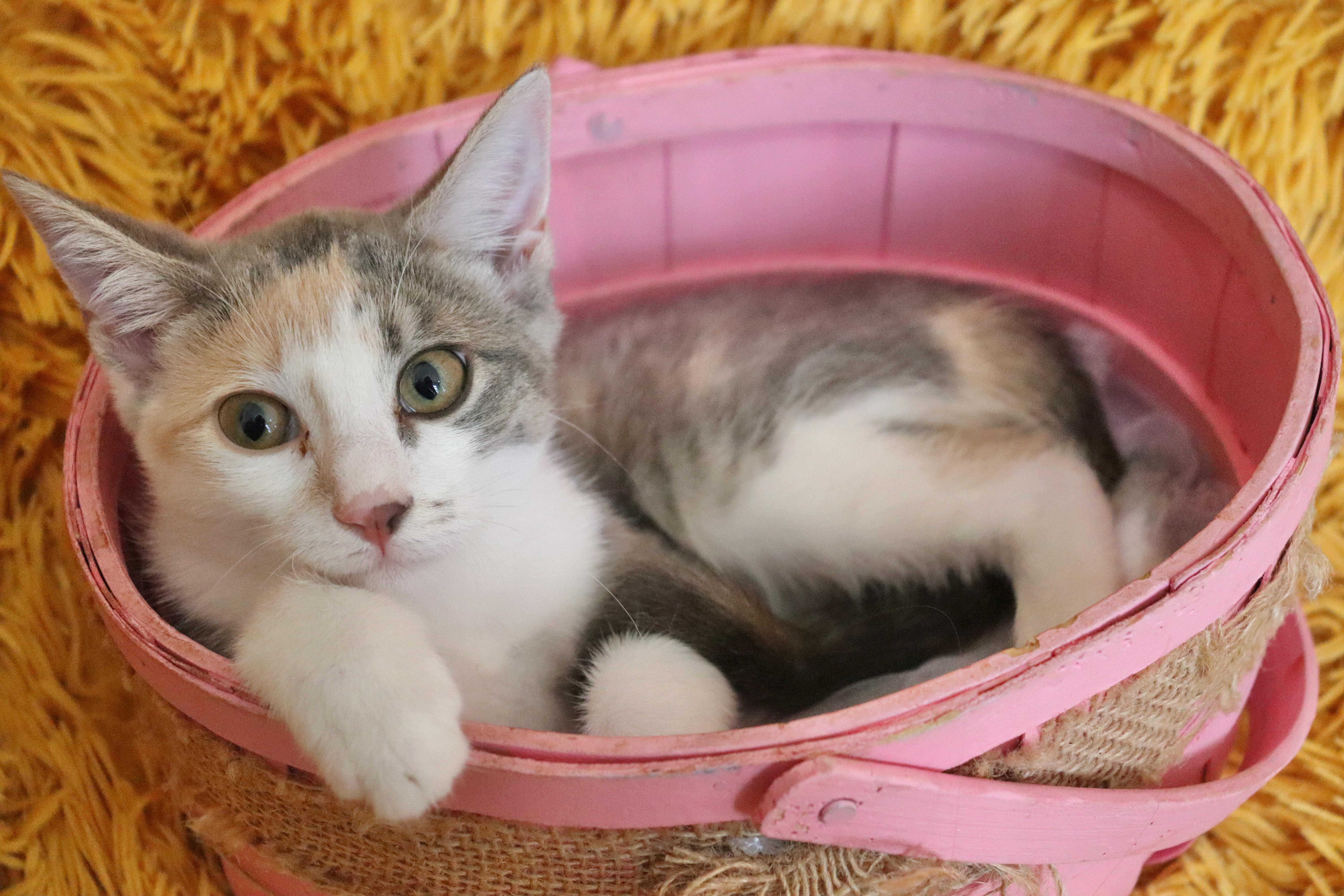 Enlarge Lady, a Adoptable mixed breed in Saint Augustine, FL image 3/5