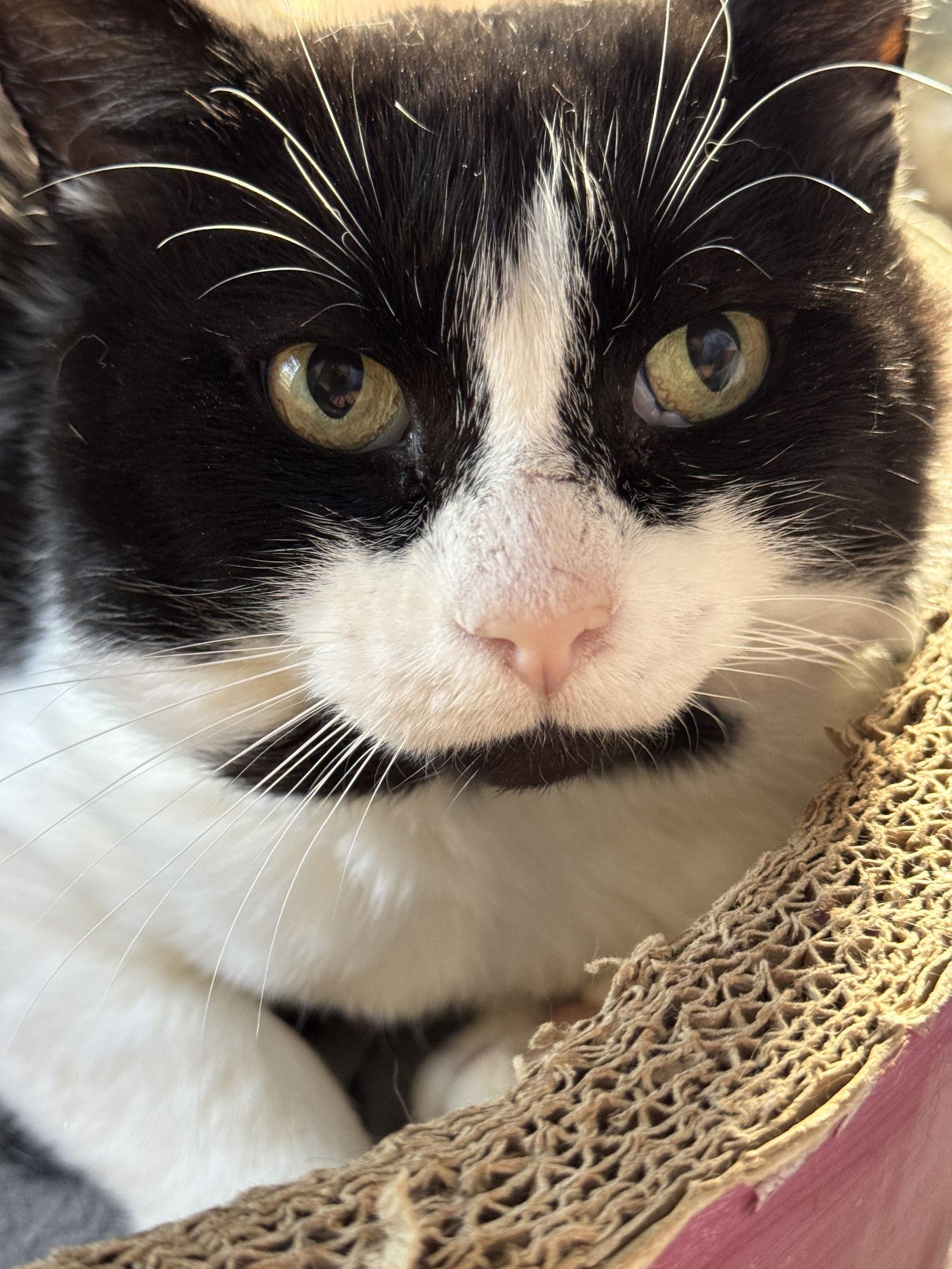 Ronaldo, Adoptable, Adult Male Domestic Short Hair.