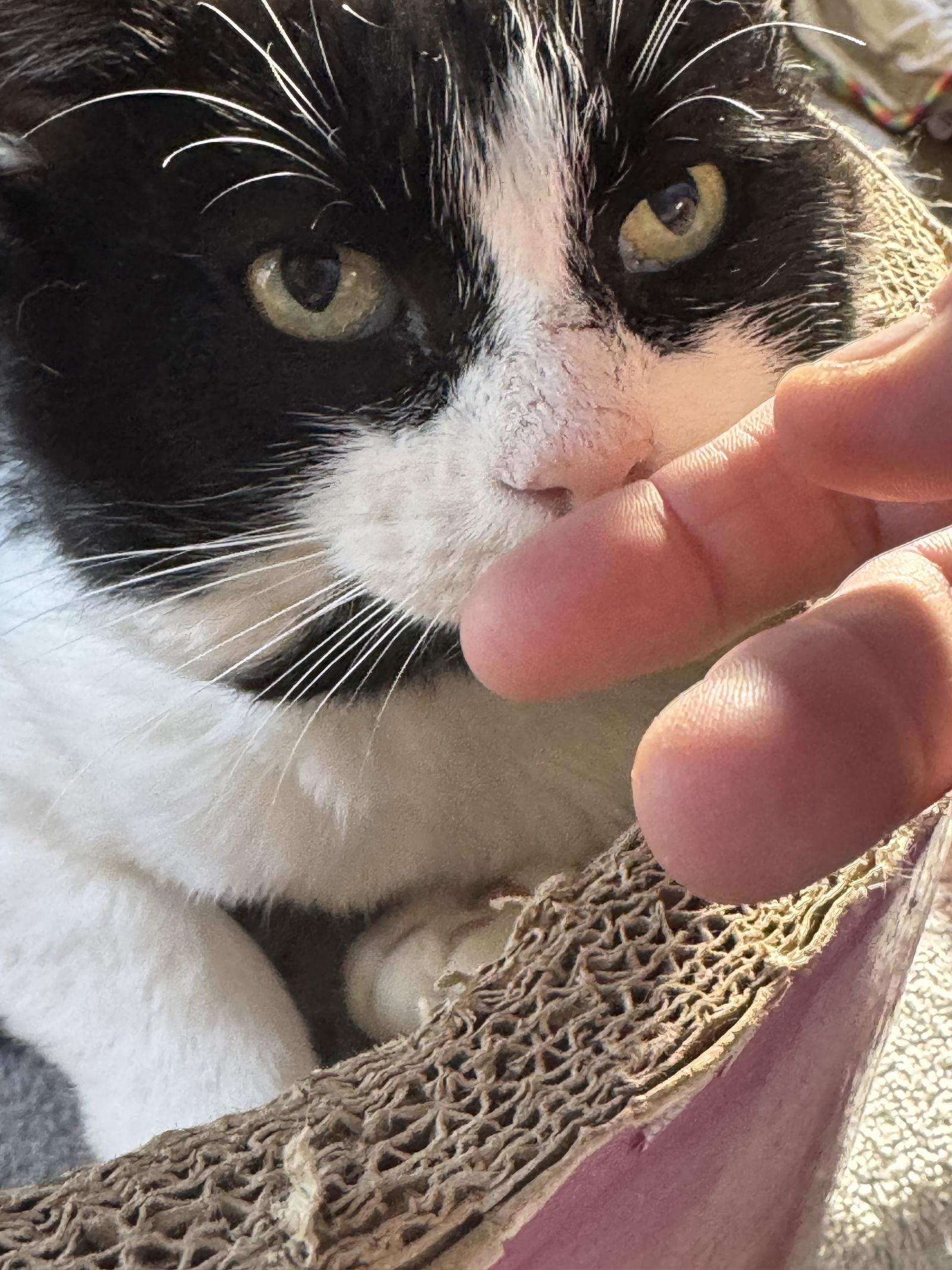 Enlarge Ronaldo, a Adoptable Domestic Short Hair in Markham, ON image 2/3