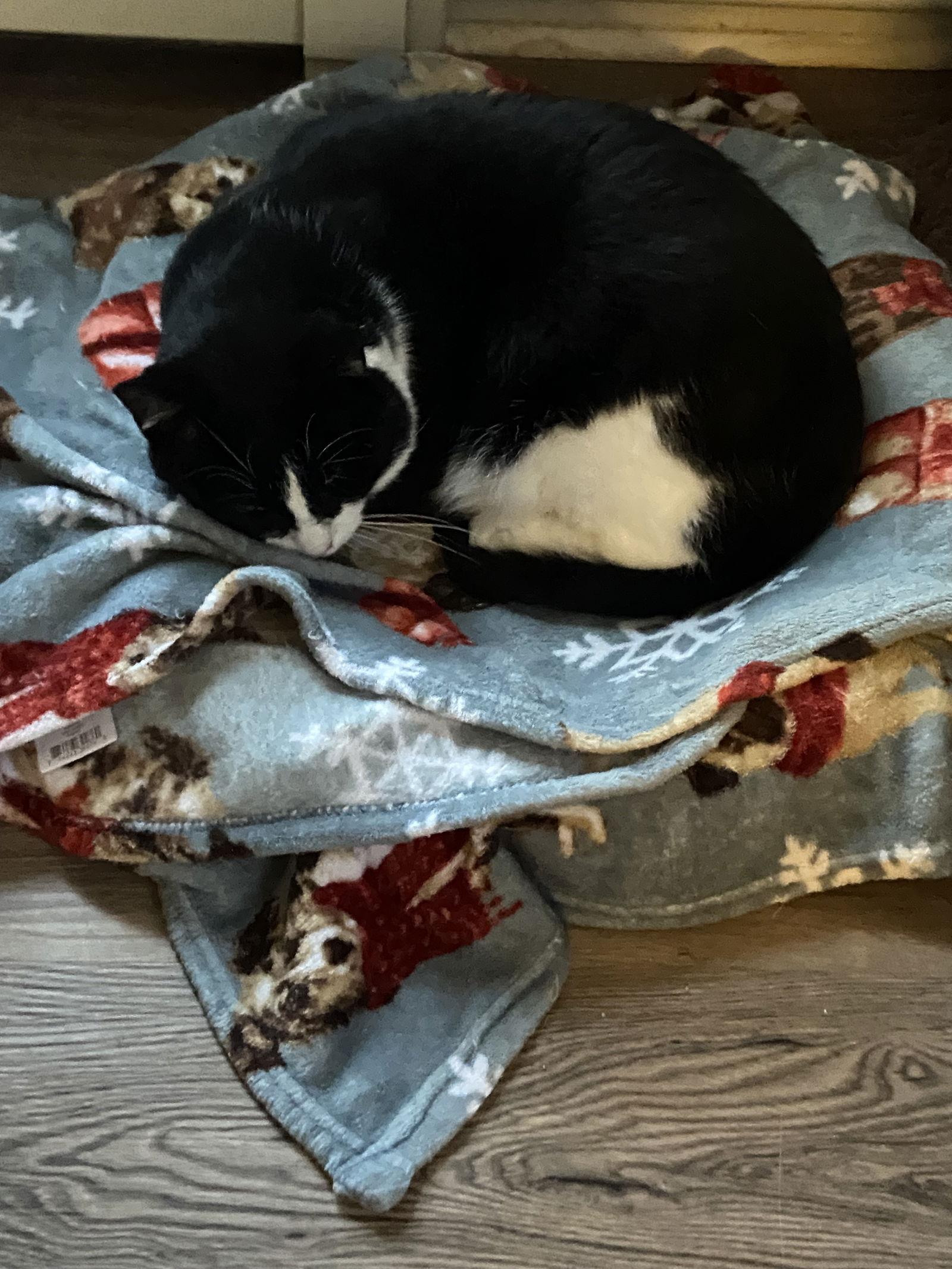 Enlarge Ronaldo, a Adoptable Domestic Short Hair in Markham, ON image 3/3