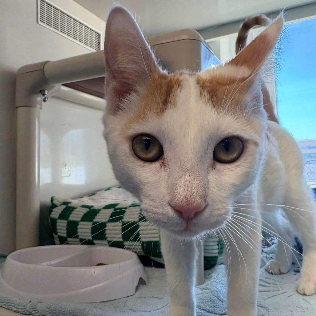 Victor, Adoptable, Kitten Male Domestic Short Hair.