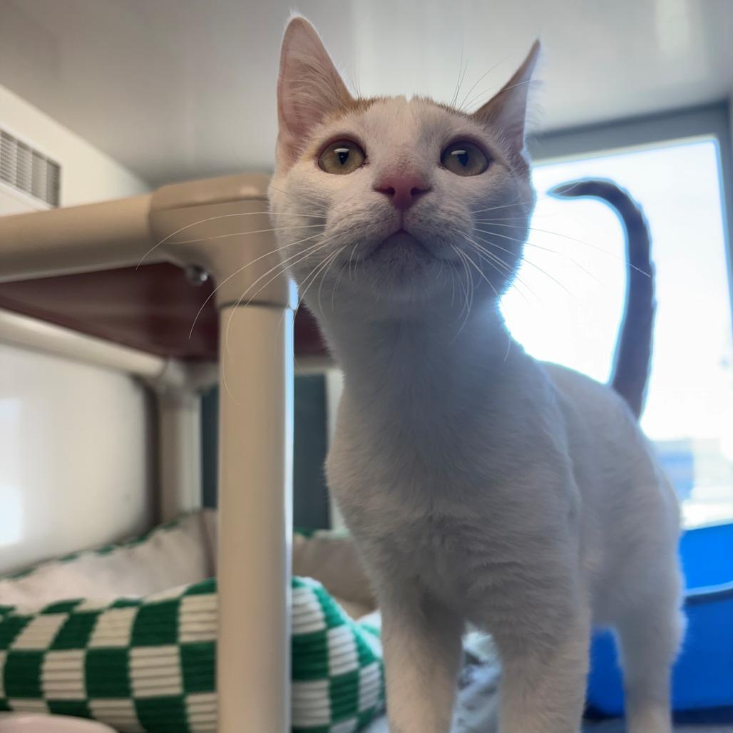 Enlarge Victor, a Adoptable Domestic Short Hair in East Hanover, NJ image 2/2