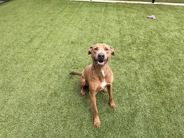 Enlarge DORSETT, a Adoptable Pit Bull Terrier in Garland, TX image 1/1