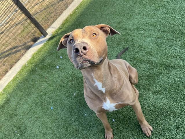 DORSETT — thumbnail 3