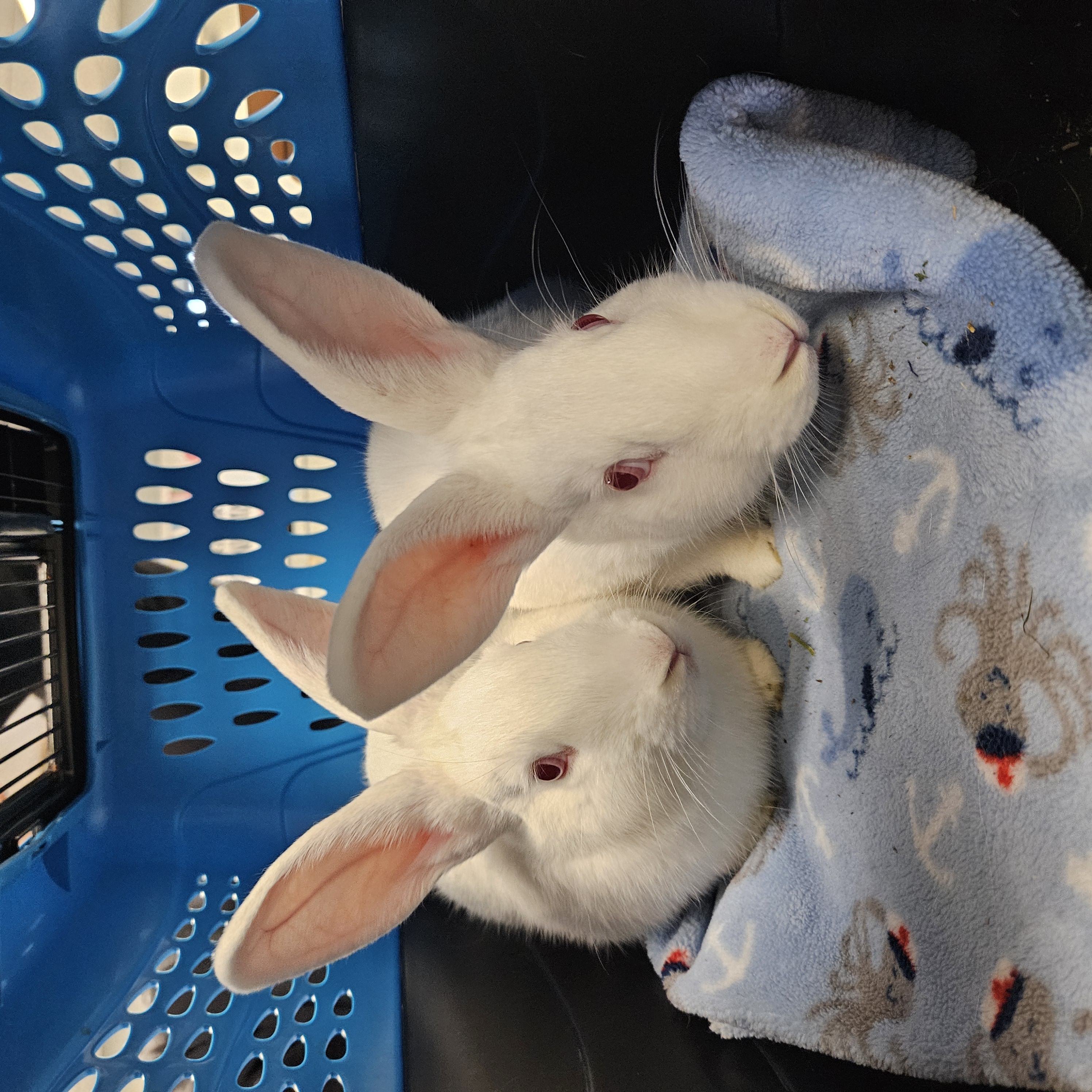 Antonio Bunderas & Johnny Hopp, Adoptable, Baby Male New Zealand.