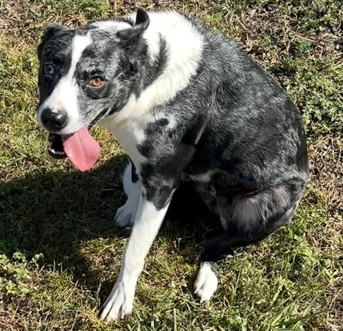 BINDI, Adoptable, Young Female Australian Cattle Dog / Blue Heeler.