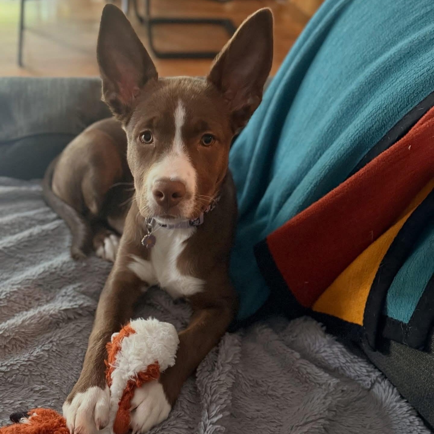 Enlarge Chips, a Adoptable mixed breed in Detroit, MI image 6/6
