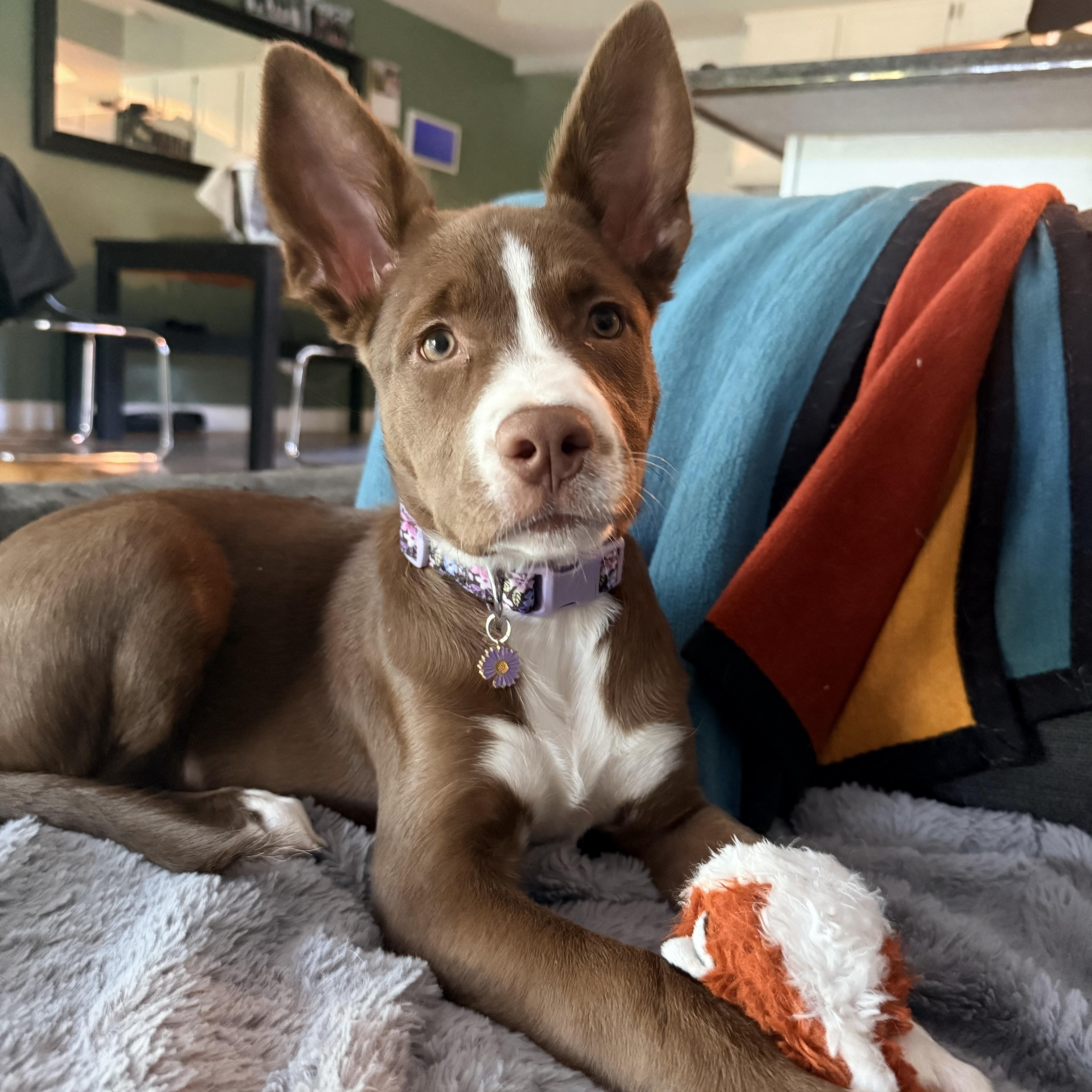 Enlarge Chips, a Adoptable mixed breed in Detroit, MI image 3/6