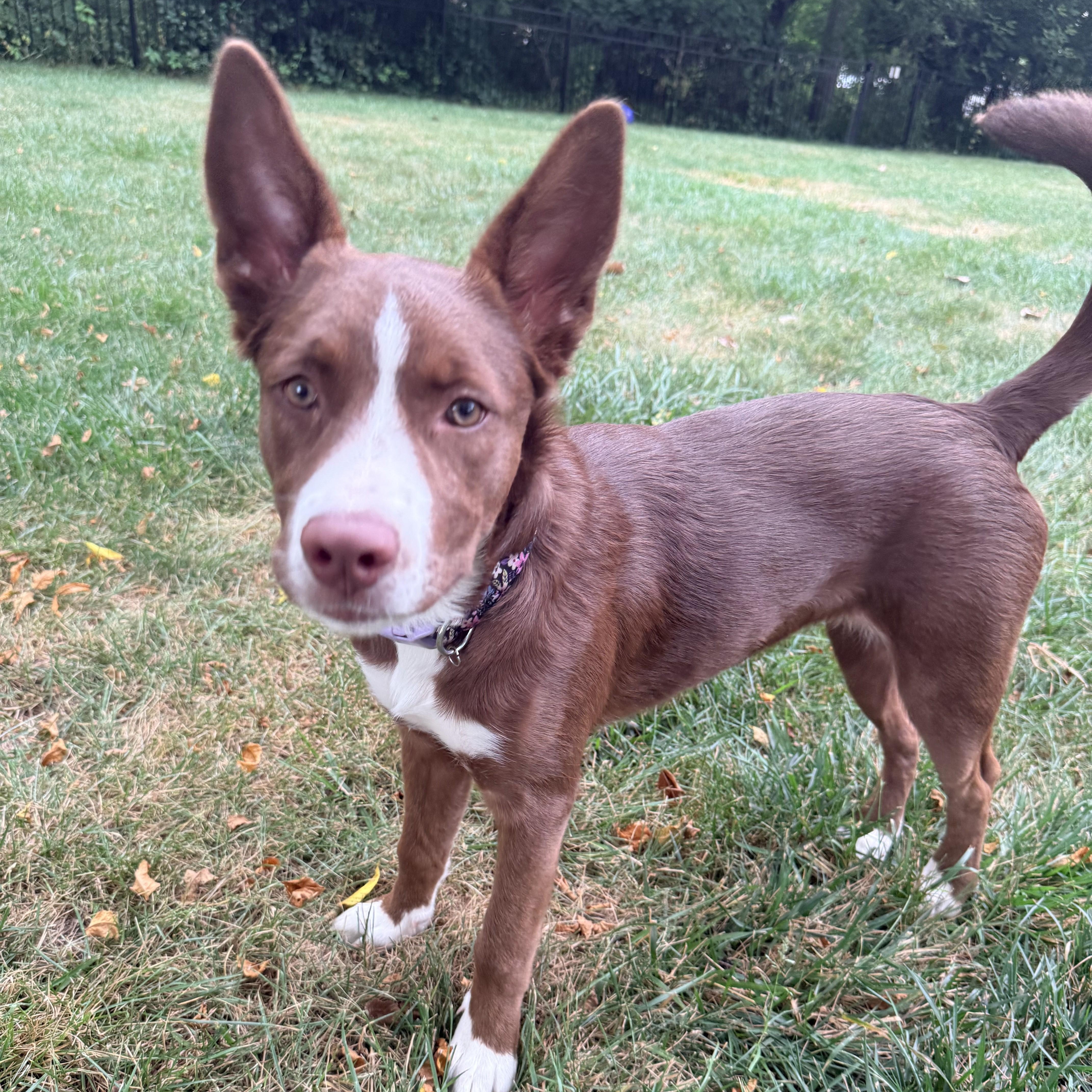 Enlarge Chips, a Adoptable mixed breed in Detroit, MI image 4/6
