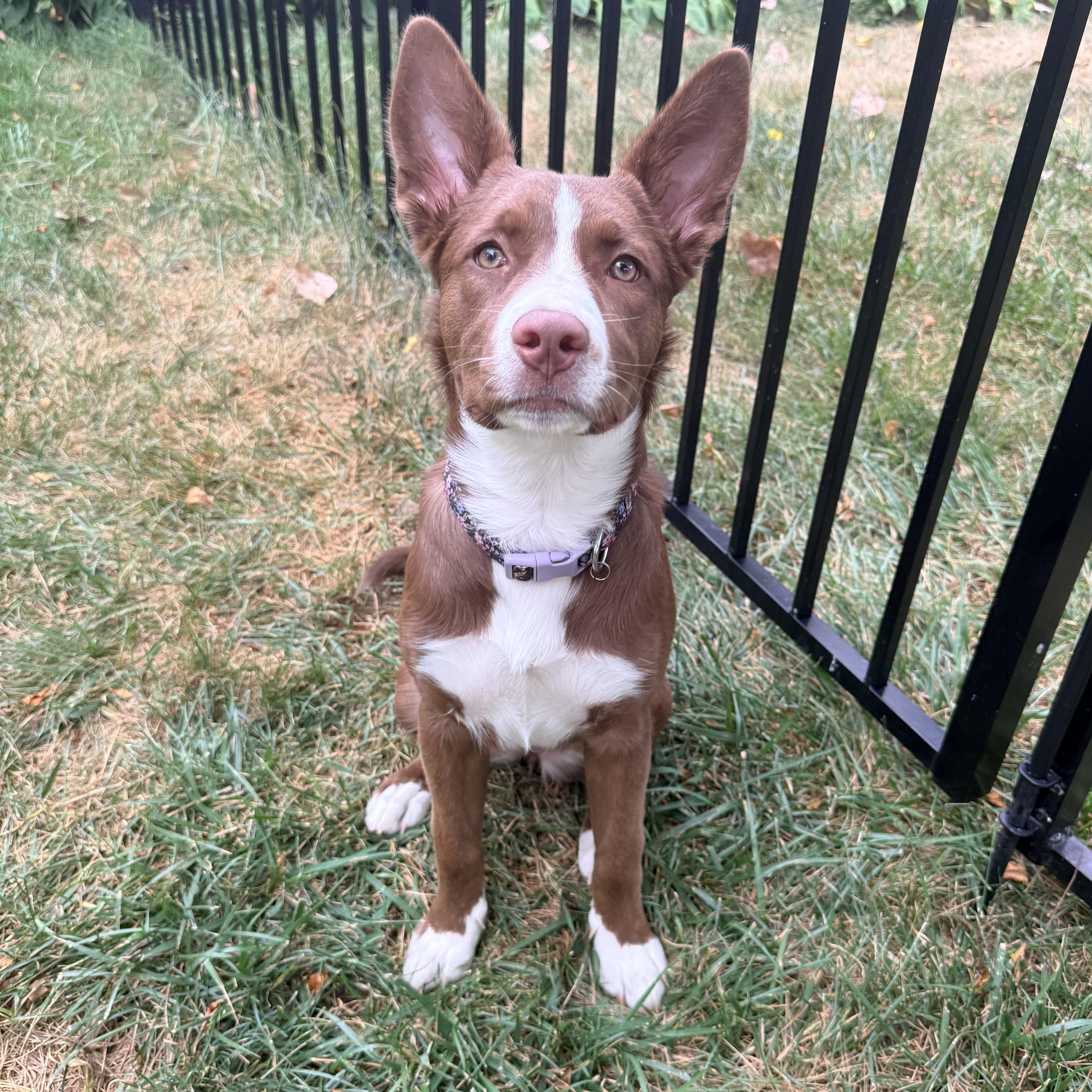 Chips, Adoptable, Young Female Husky & Shepherd.