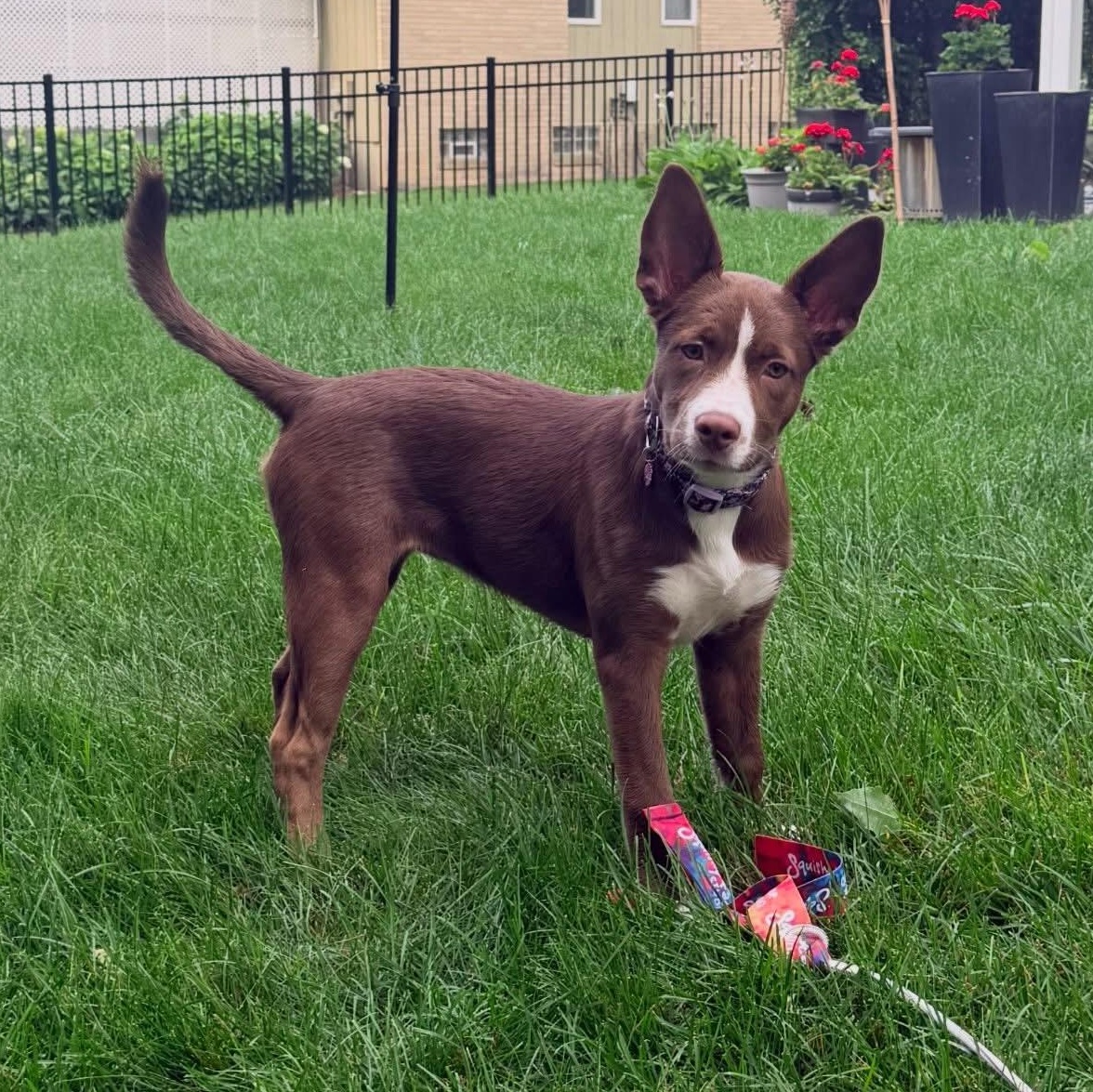 Enlarge Chips, a Adoptable mixed breed in Detroit, MI image 2/6
