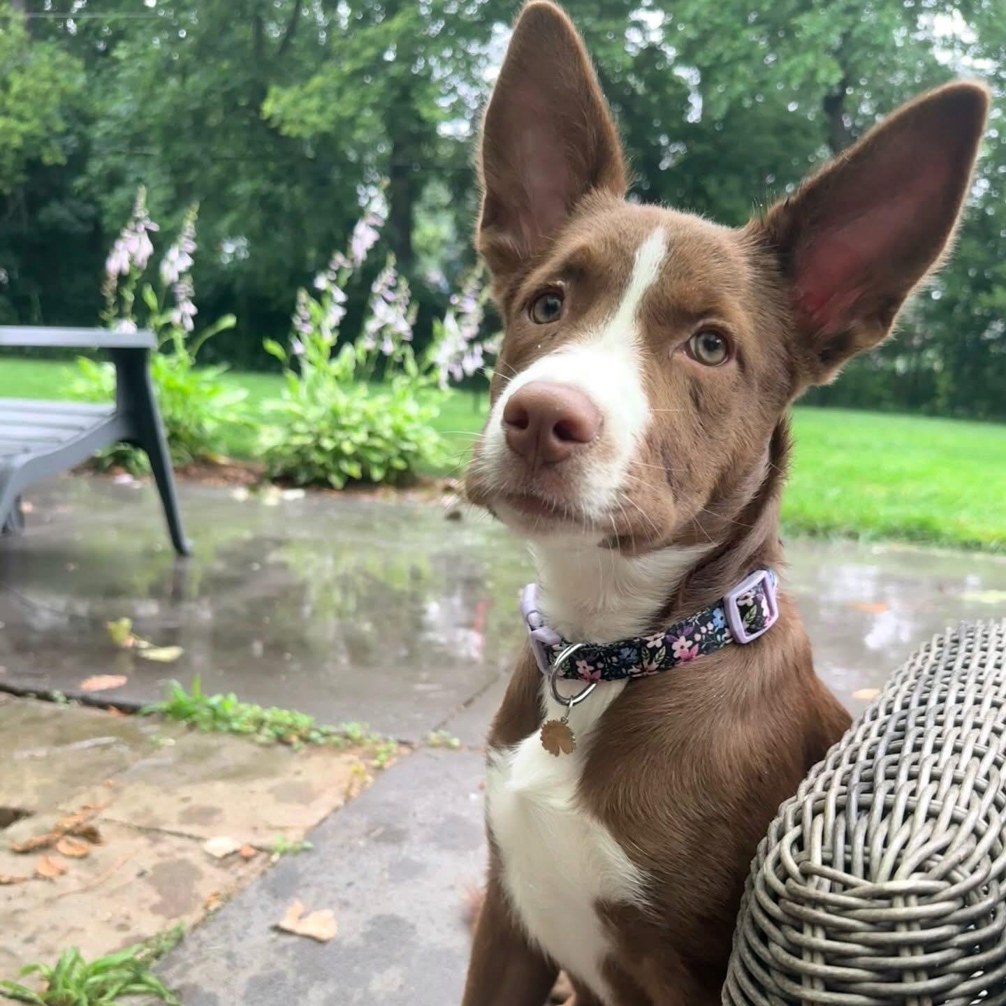 Enlarge Chips, a Adoptable mixed breed in Detroit, MI image 5/6