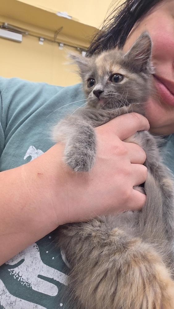 Sage, Adopted, Kitten Female Domestic Long Hair.