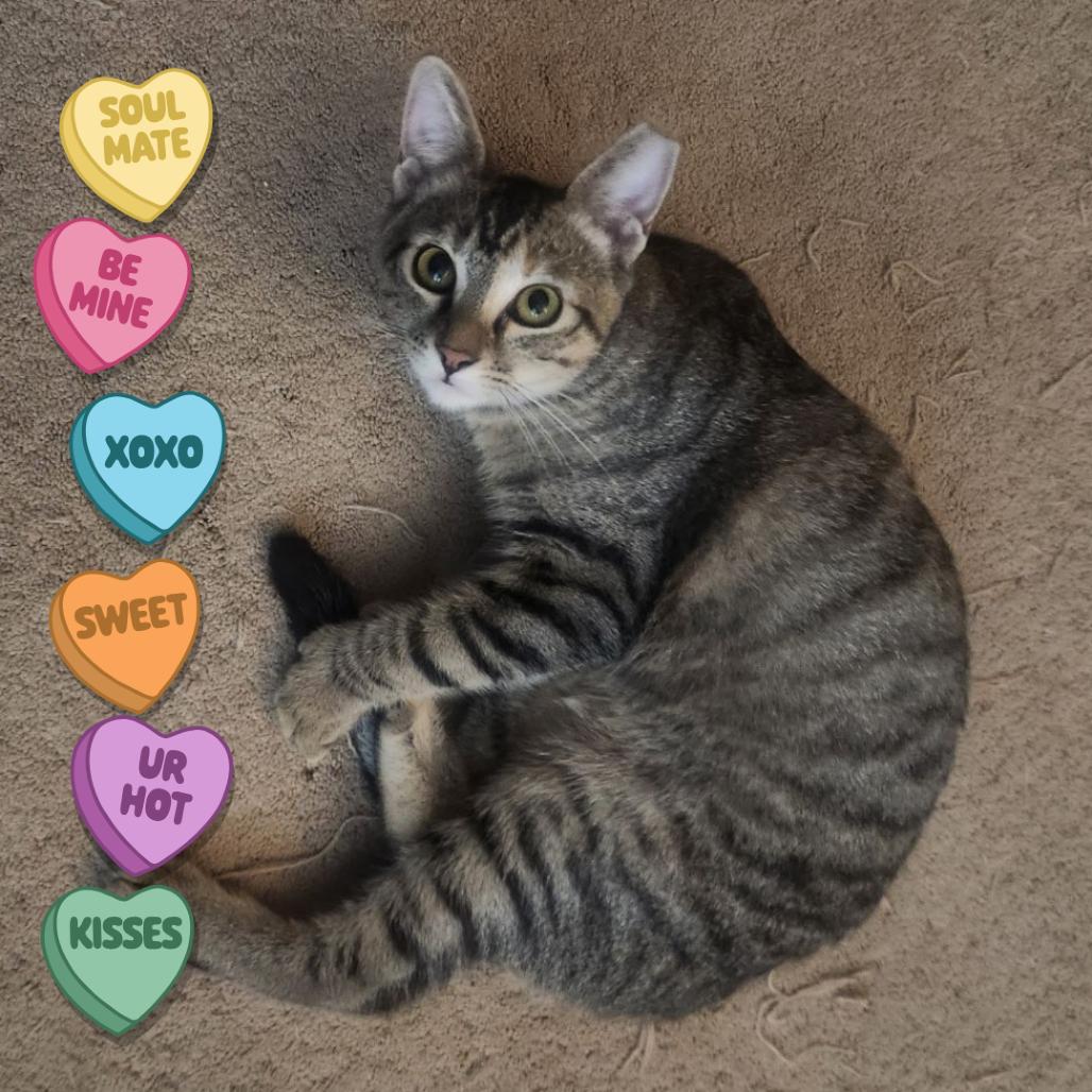 Enlarge Sweetheart, a Adoptable Domestic Short Hair in Tempe, AZ image 1/6