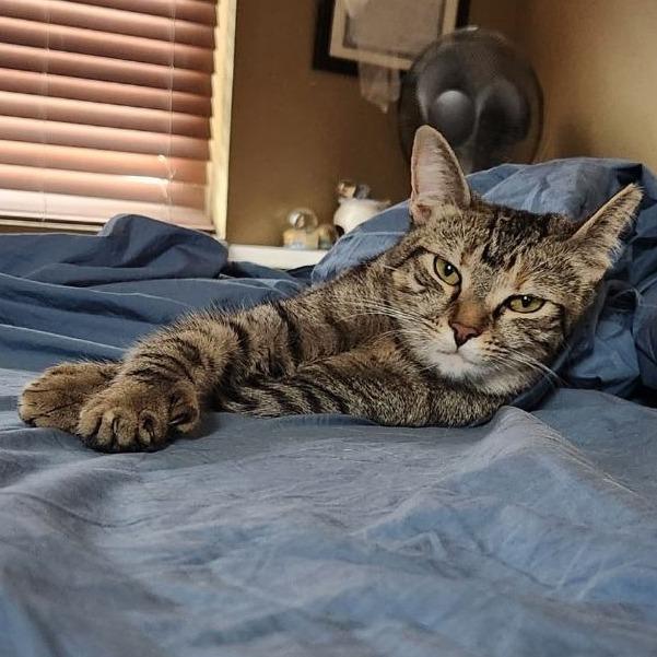 Sweetheart, Adoptable, Young Female Domestic Short Hair.
