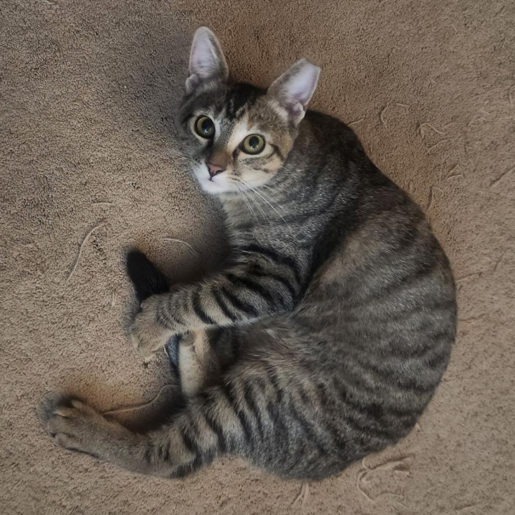 Enlarge Sweetheart, a Adoptable Domestic Short Hair in Tempe, AZ image 1/6