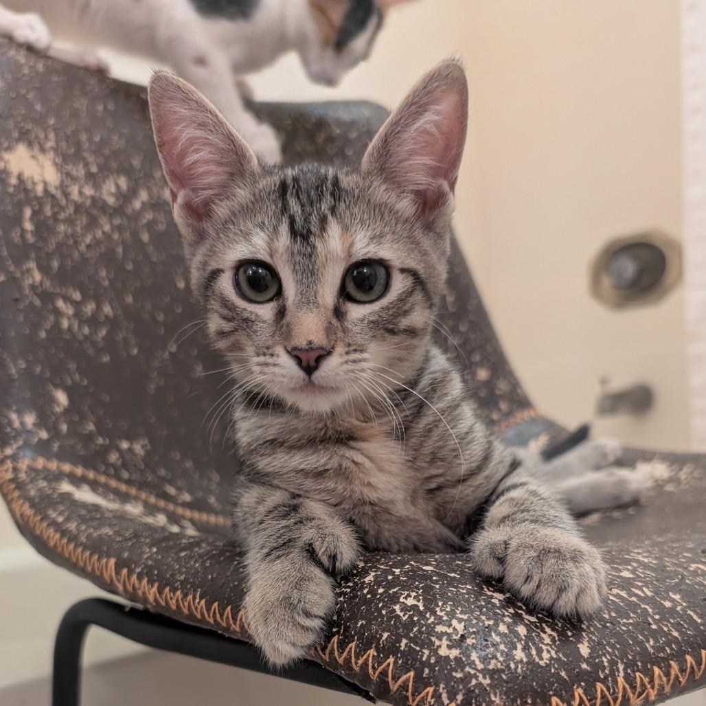 Enlarge Sweetheart, a Adoptable Domestic Short Hair in Tempe, AZ image 1/6