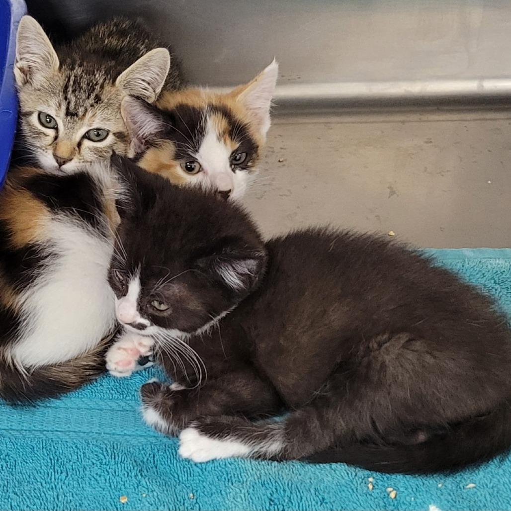 Enlarge Sweetheart, a Adoptable Domestic Short Hair in Tempe, AZ image 2/6