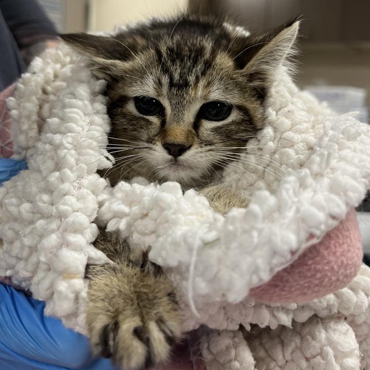 Enlarge Sweetheart, a Adoptable Domestic Short Hair in Tempe, AZ image 4/6