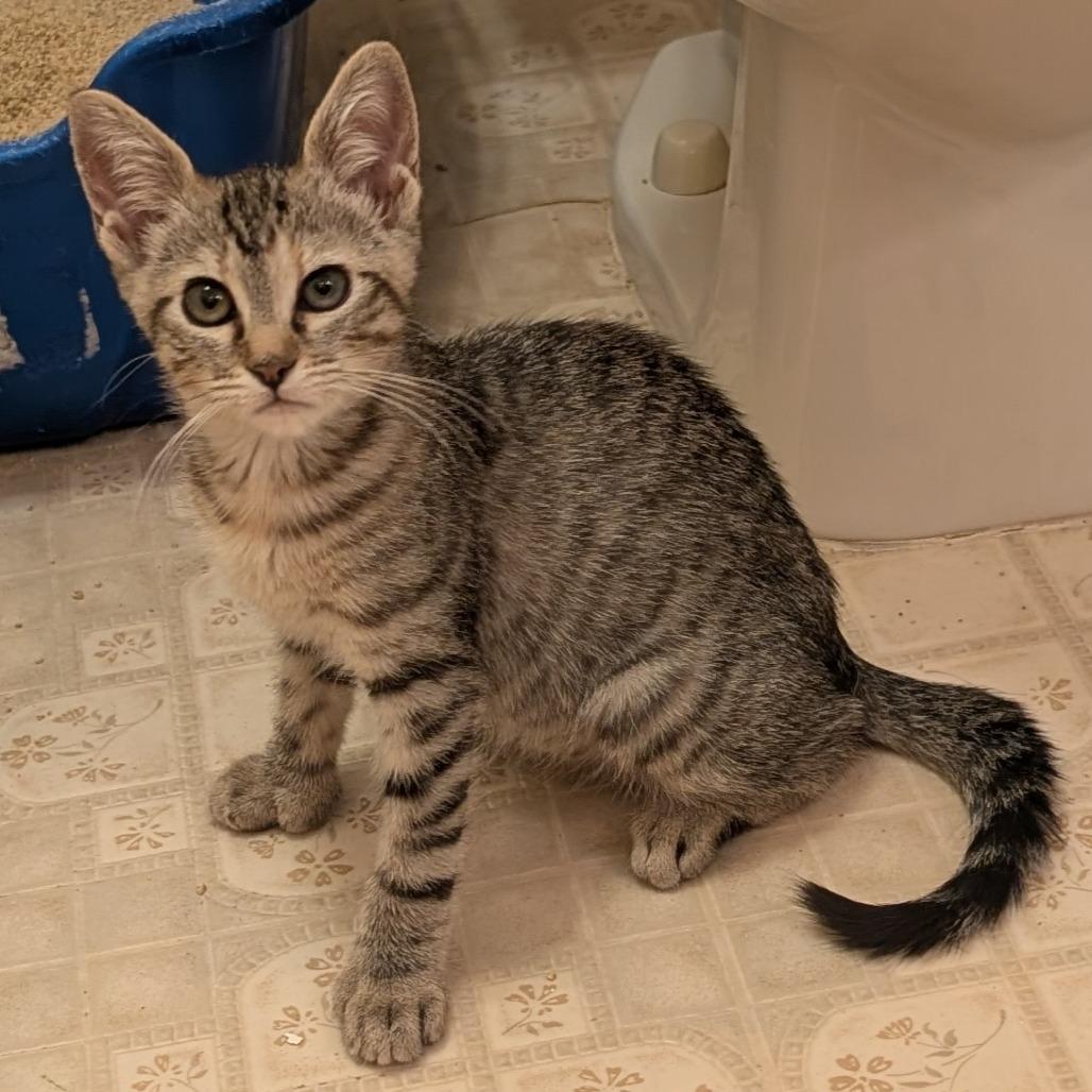 Enlarge Sweetheart, a Adoptable Domestic Short Hair in Tempe, AZ image 5/6