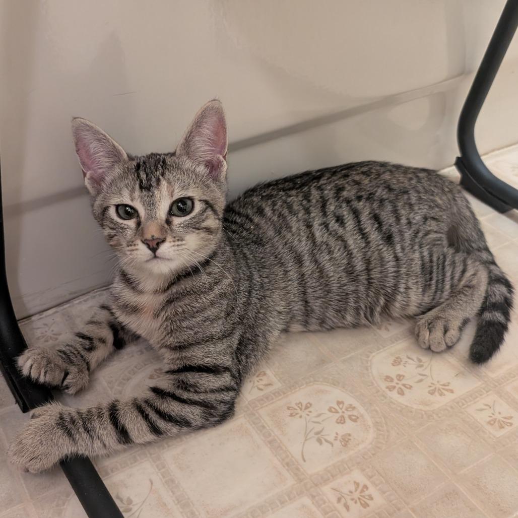 Enlarge Sweetheart, a Adoptable Domestic Short Hair in Tempe, AZ image 6/6