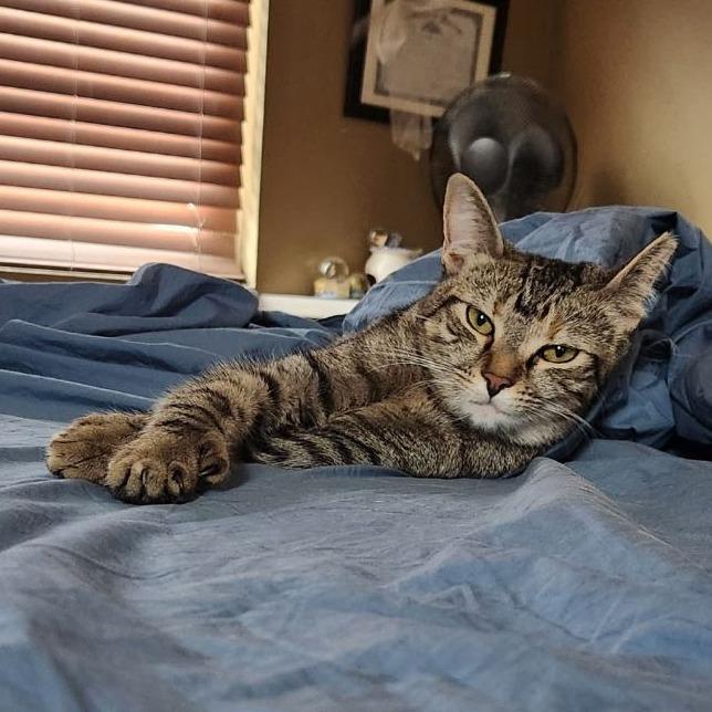 Sweetheart, a Adoptable Domestic Short Hair in Tempe, AZ image 6/6