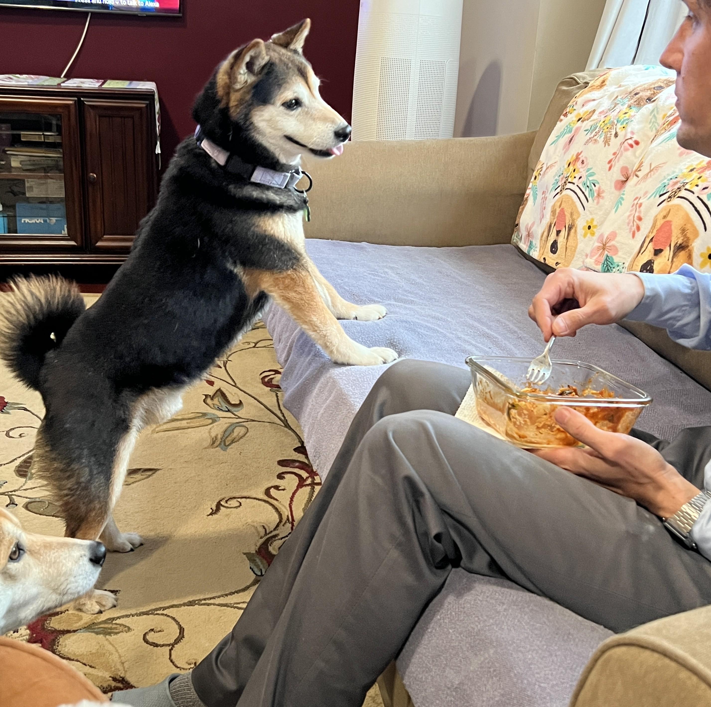 Enlarge Nyak, a ADOPTABLE Shiba Inu in Chicago, IL image 6/6