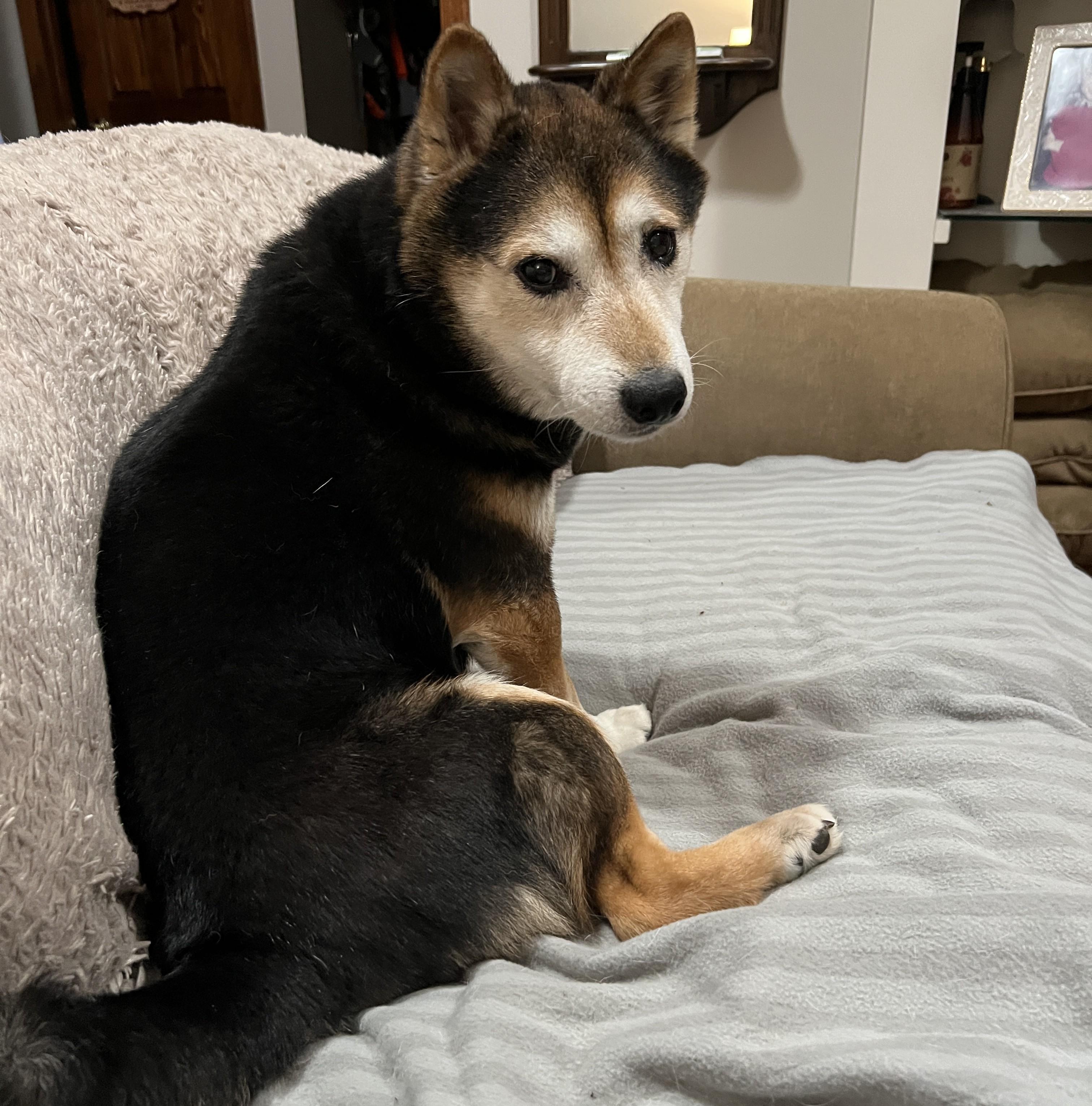 Enlarge Nyak, a ADOPTABLE Shiba Inu in Chicago, IL image 5/6