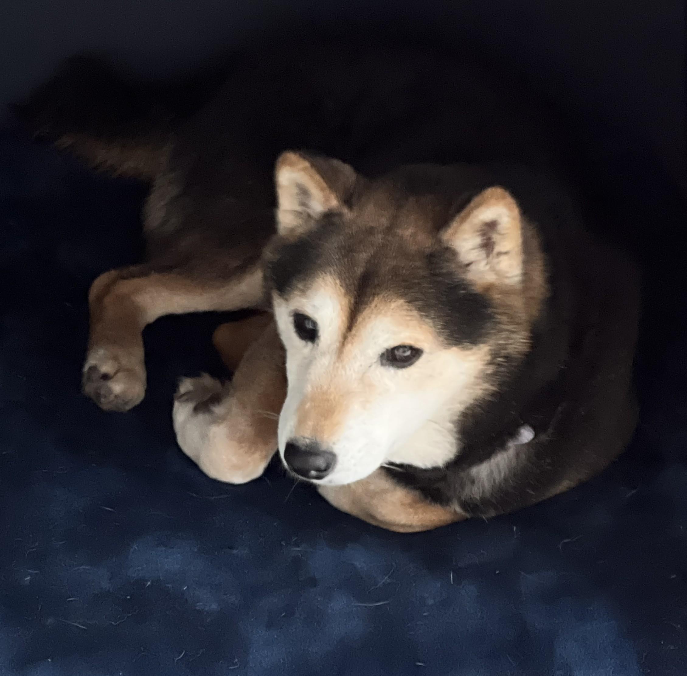 Enlarge Nyak, a ADOPTABLE Shiba Inu in Chicago, IL image 2/6