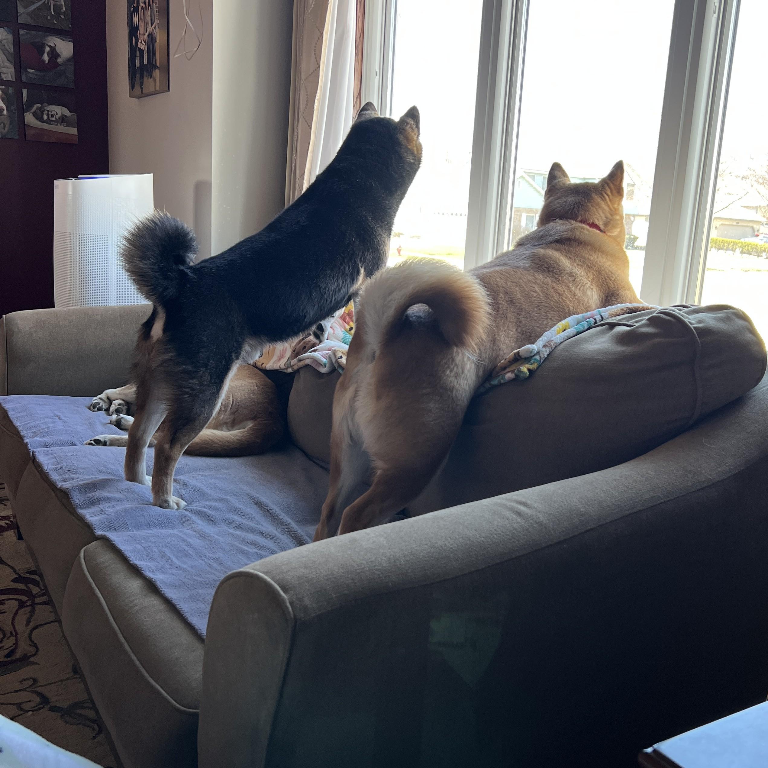 Enlarge Nyak, a ADOPTABLE Shiba Inu in Chicago, IL image 4/6