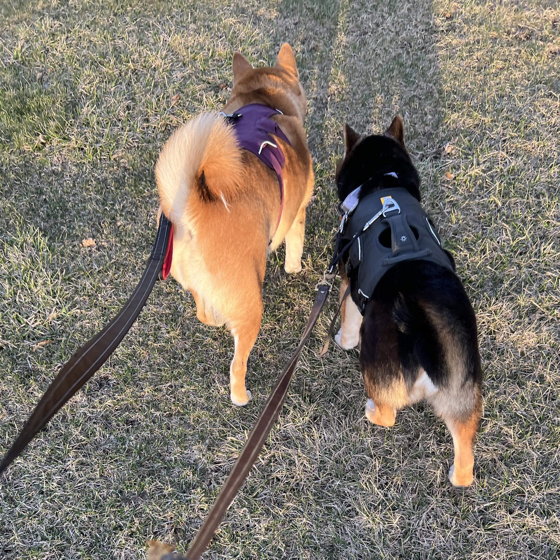 Enlarge Nyak, a ADOPTABLE Shiba Inu in Chicago, IL image 3/6