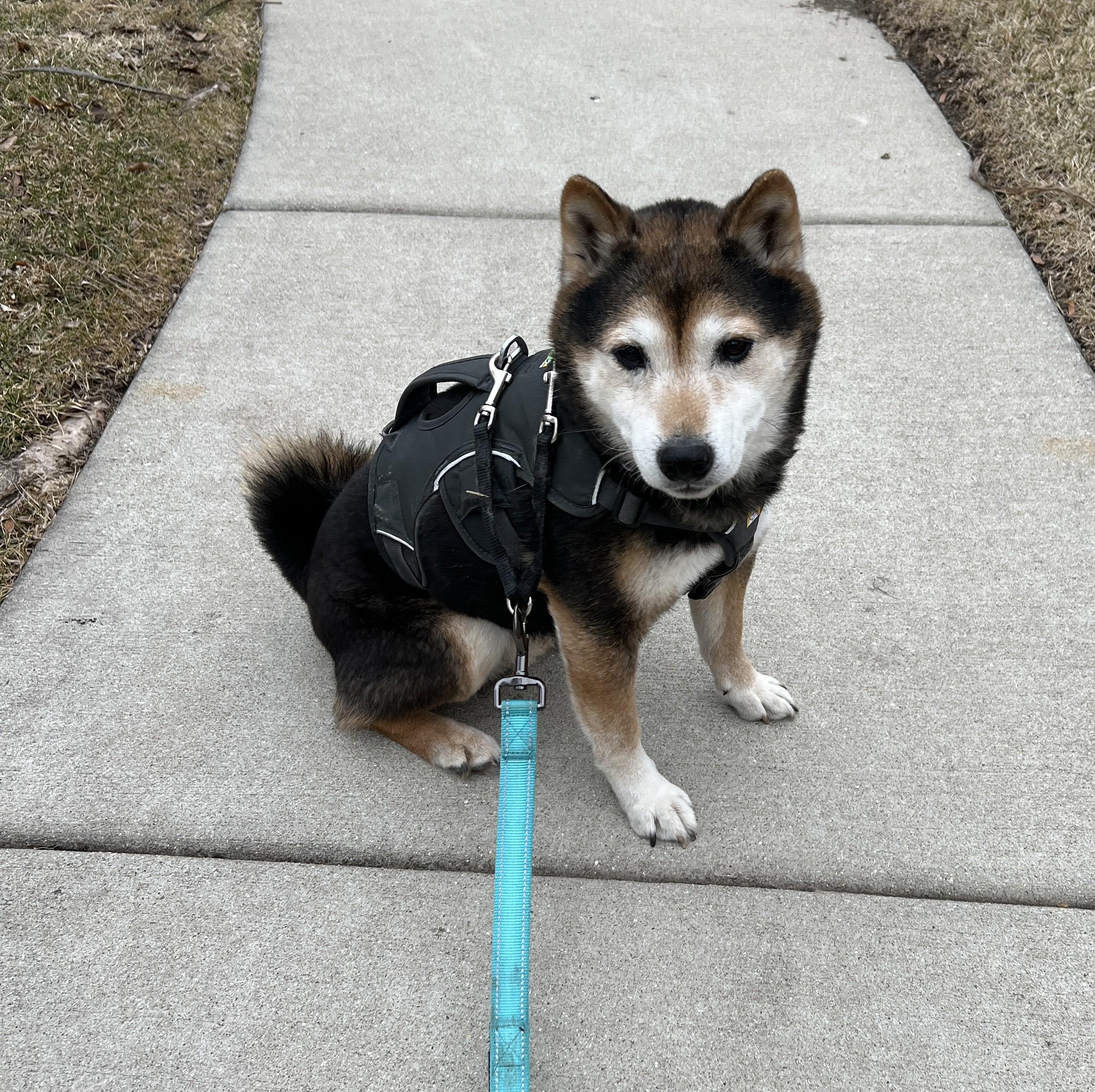 Nyak, ADOPTABLE, Senior Male Shiba Inu.
