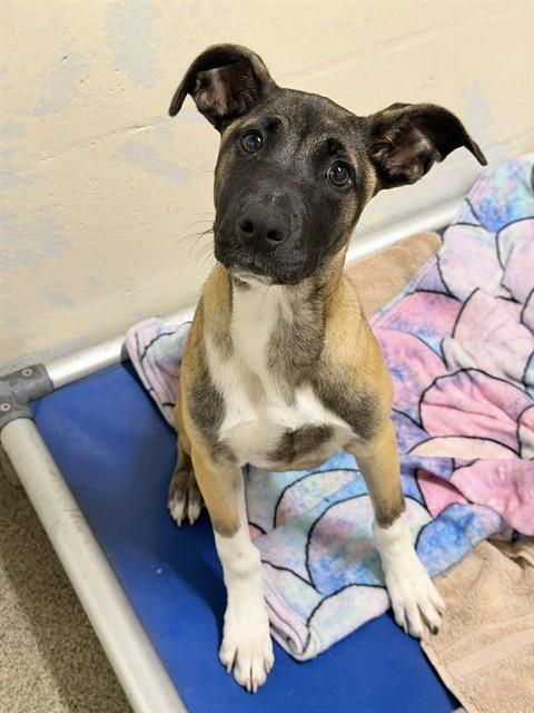 ZURI, Adoptable, Puppy Female German Shepherd Dog & Mixed Breed.