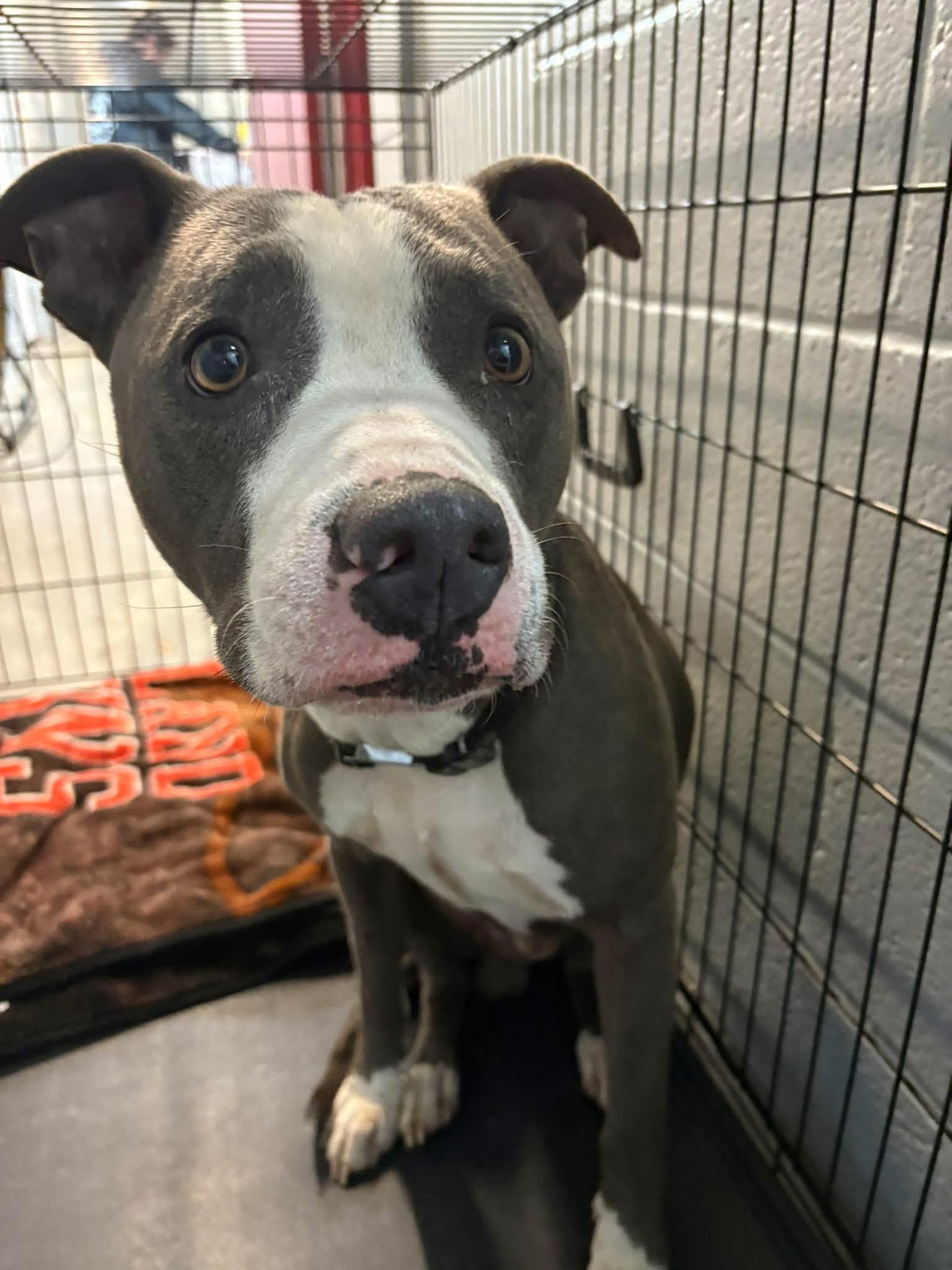 Enlarge Jojo, a Adoptable Pit Bull Terrier in Hermitage, PA image 6/6