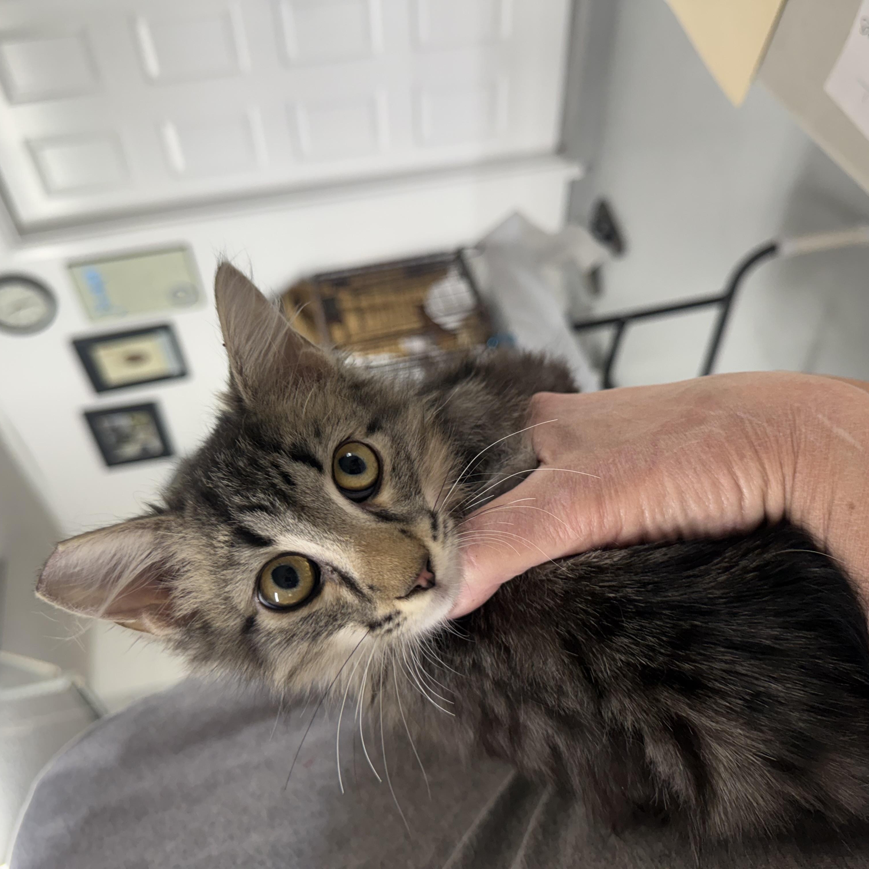 Enlarge Fluffy lil Criminal, an adopted Tabby in Las Vegas, NV image 1/1