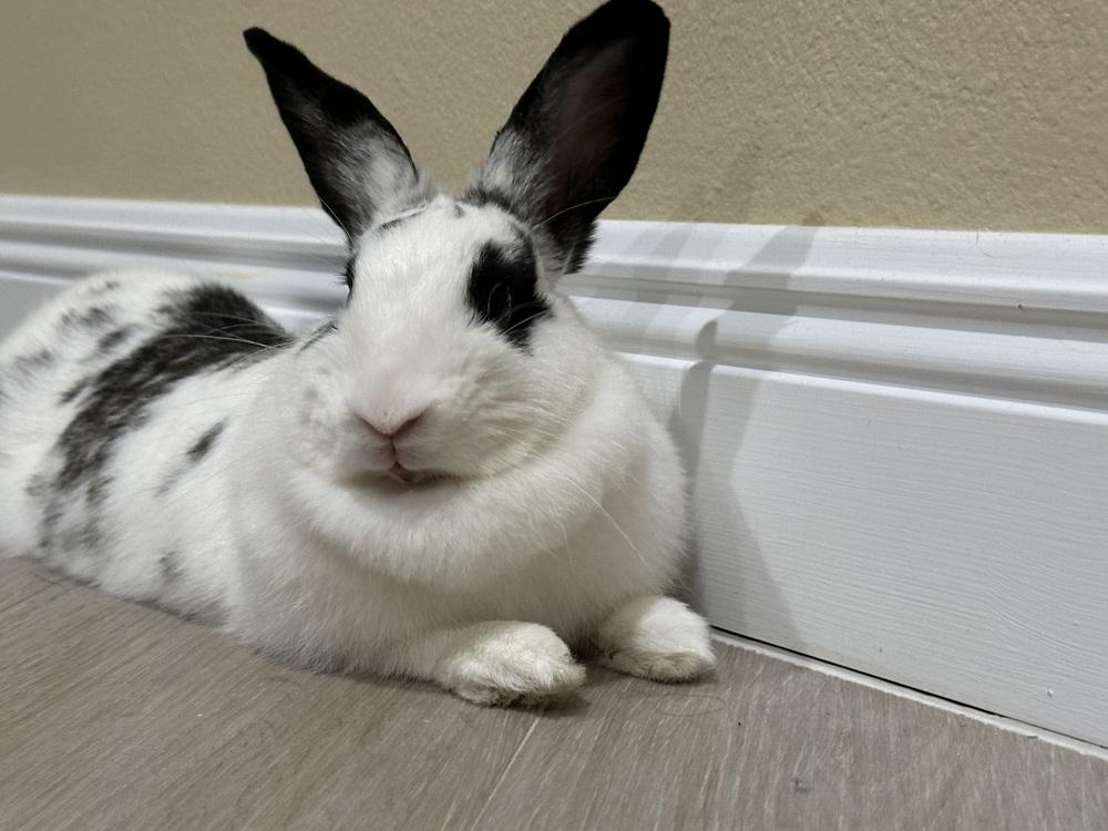 Enlarge Easter, a Adoptable English Spot in Longwood, FL image 1/4