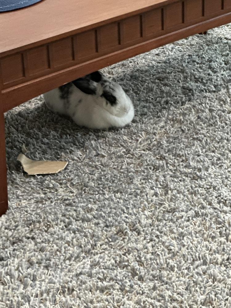 Enlarge Easter, a Adoptable English Spot in Longwood, FL image 2/4