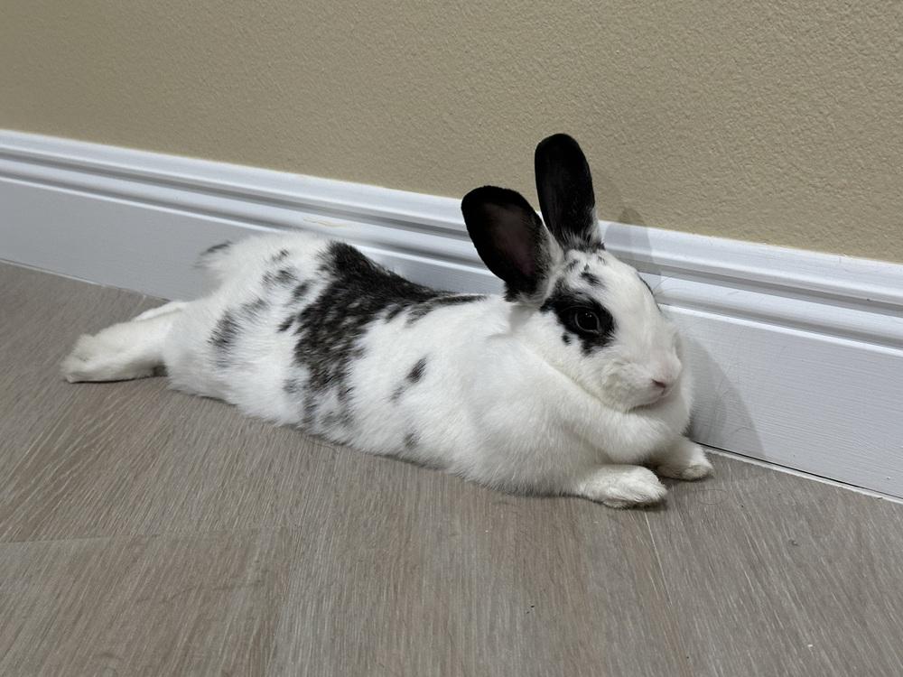 Enlarge Easter, a Adoptable English Spot in Longwood, FL image 3/4