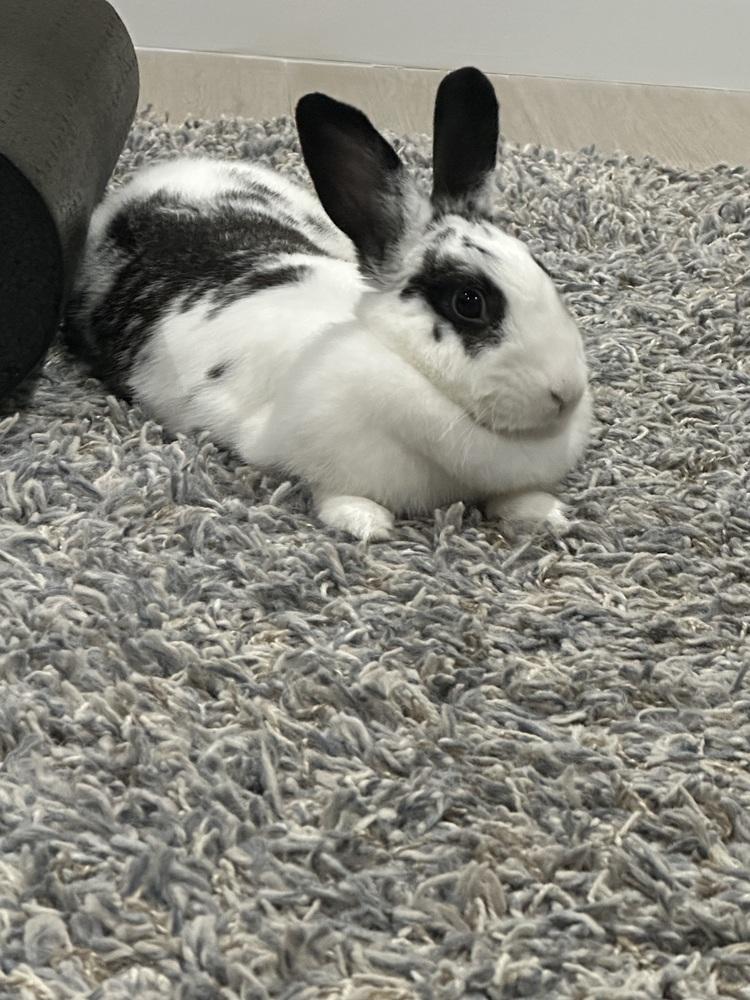 Enlarge Easter, a Adoptable English Spot in Longwood, FL image 4/4