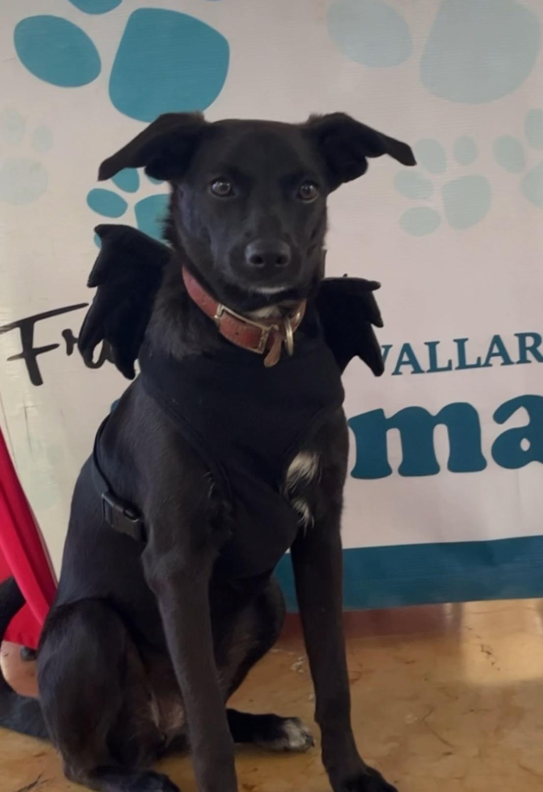 Enlarge Abba, a Adoptable mixed breed in Victoria, BC image 4/4