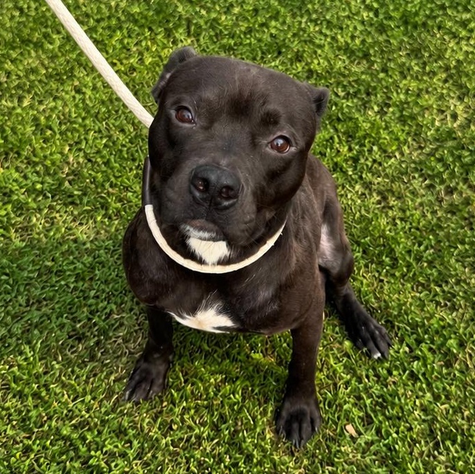 Enlarge Liza, a ADOPTABLE Pit Bull Terrier in Jersey city, NJ image 1/1