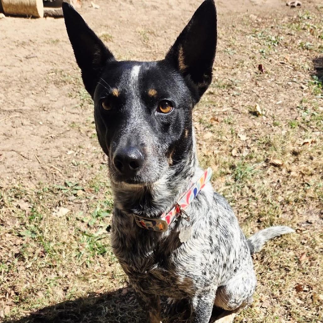 Daemon, Adoptable, Adult Male Australian Cattle Dog / Blue Heeler & Mixed Breed.